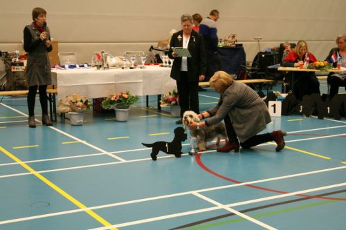 46 dandie reu tussenx681